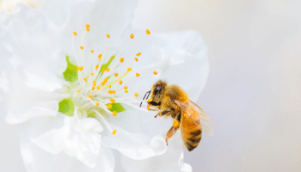 apiterapia na zväčšenie penisu